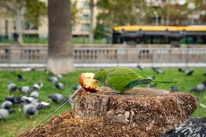 A parrot eats an apple while a group of pigeons surround it. photo