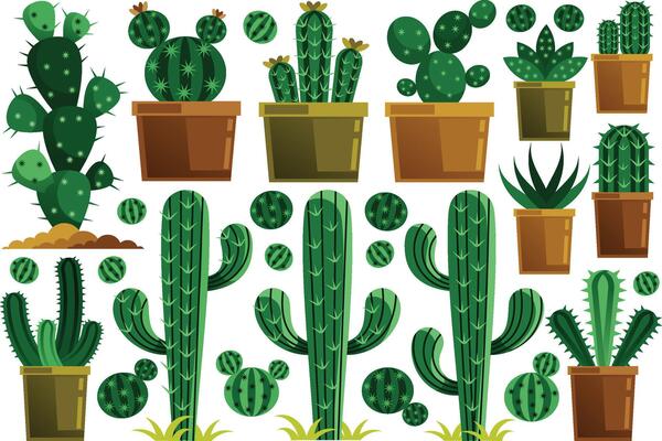 Cactus Elements Illustration