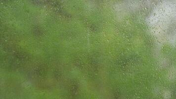 Raindrops on mosquito net, green vegetation out of focus in background. video