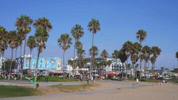 Vibrant Scene at Venice Beach with Palm Trees and Murals video