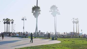 Vibrant Scene at Venice Beach with Palm Trees and Visitors video