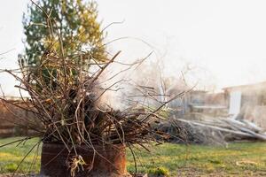 Bunch of dry twigs in pot on ground photo