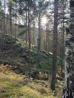 Hills covered with green grass and tree trunks of birch and pine, with the setting sun casting warm light from the side in Divcibare, Serbia photo