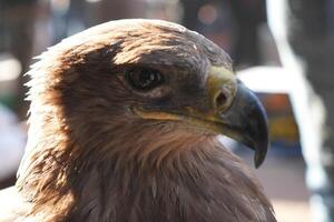 A close up of a bird with a yellow beak photo