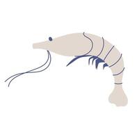 Hand drawn illustration of shrimp for summer and beach themed designs vector