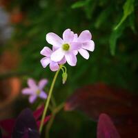 Close-up of a White Flower From the Oxalis Triangularis Ornamental Plant photo