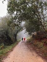 Two unidentified people in colorful raincoats walk along a dirt path surrounded by lush green trees in a foggy forest in the rain photo