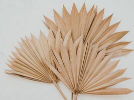 Close up of dried fan shaped tropical palm tree leafs on white background. photo