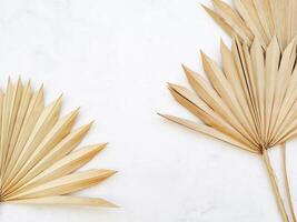 Close up of dried fan shaped tropical palm tree leafs on white background. photo