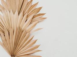 Close up of dried fan shaped tropical palm tree leafs on white background. photo