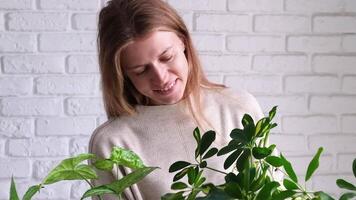 young Caucasian millennial woman caring about plants at home doing her daily routine, white brick wall background video