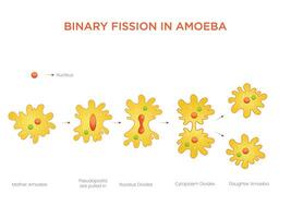 Illustration of Binary Fission in Amoeba Asexual Reproduction Explained vector