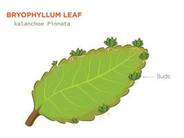 Illustration of a Bryophyllum Leaf Showing Buds for Vegetative Propagation vector