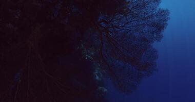 Underwater deep ocean on reef with soft coral and sunlight video