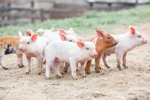 Little pink piglets run freely through the garden. Piglets on the farm in the open air. photo