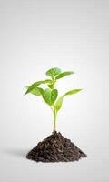 Small plant growing from a patch of soil on a gray background, symbolizing growth, development, and the concept of business or personal success photo