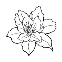 Black and white line art of an azalea flower with intricate petal details vector