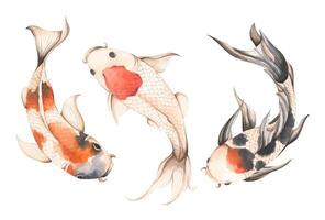 Set of Koi Fish, Watercolor illustration - Art for Chinese New Year. vector