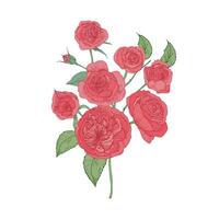 Bunch of pink Cabbage or Austin Rose flowers isolated on white background. Botanical drawing of cultivated garden flowering plant. Floral decorative element. illustration in vintage style vector