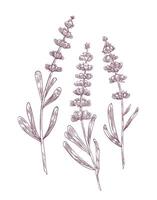 Botanical drawing of lavender flowers and leaves hand drawn with contour lines on white background. Gorgeous flowering plant or fragrant herb used in aromatherapy. Monochrome illustration vector