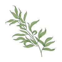 Eucalyptus branch with green leaves hand drawn on white background. Elegant detailed drawing of part of plant, tree or shrub. Colorful botanical illustration in beautiful antique style vector