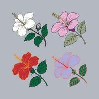 Hibiscus flower bundle in different color with leaves, elegant flower icon for greeting card. vector