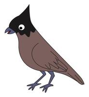 Cardinal bird isolated on a white background vector