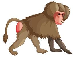 Baboon isolated on white background vector