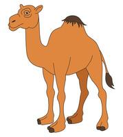 A camel isolated on a white background vector