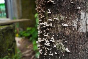 A tree with mushrooms growing on it and a tree trunk. photo
