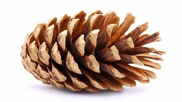Isolated Pine Cone on White Background for Nature Photography photo