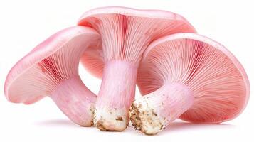 Pink Oyster Mushroom Isolated on White Background photo