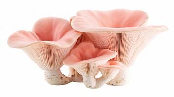 Beautiful Pink Oyster Mushrooms on White Background, Isolated photo