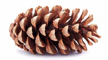 Isolated Pine Cone on White Background for Natural Decor Use photo