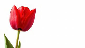 Vibrant Red Tulip Isolated on White Background for Floral Designs photo