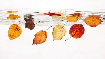 Autumn leaves floating in water photo