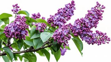 A branch of purple flowers is shown on a white background photo