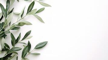 Fresh Olive Branch Isolated on White Background for Design Use photo