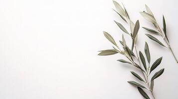 Fresh Olive Branch Isolated on White Background for Creative Use photo