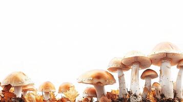 Fresh Mushrooms Isolated on White Background for Culinary Use photo