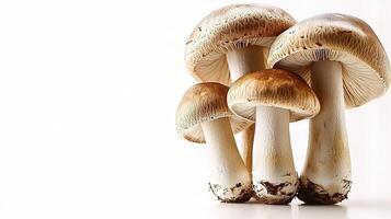 Fresh Mushrooms Isolated on White Background for Culinary Use photo