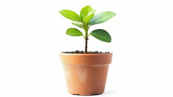 Mini Potted Plant Isolated on White Background for Home Decor photo