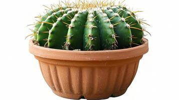 Isolated Green Cactus Plant in a Brown Pot with Spines photo
