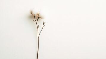 Isolated Cotton Flower Stem on White Background for Creative Projects photo