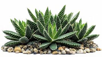 Isolated Green Cactus Plant on White Background with Stones photo