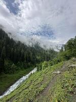 A river runs through a forest with trees and grass photo