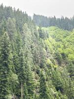A train traveling through a forested area photo