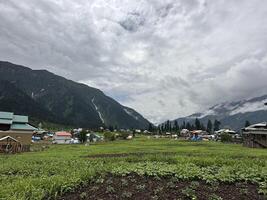 A field with a lot of green plants and a few buildings photo