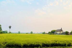 Wide angle and landscape view of mature rice fields ready for harvest on sunset sky background. photo