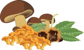 Chanterelle mushrooms, bay bolete mushrooms and chestnuts with leaves creating an autumnal composition vector